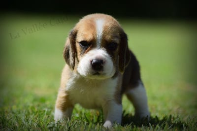 Les chiots de Beagle