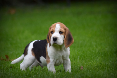 Les chiots de Beagle