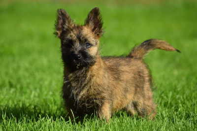 Les chiots de Cairn Terrier