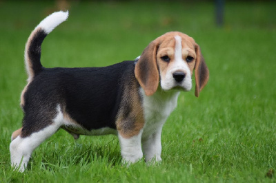 Les chiots de Beagle