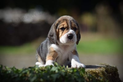 Les chiots de Beagle