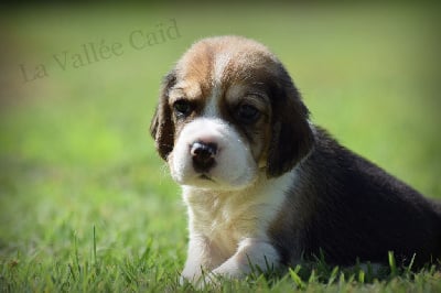 Les chiots de Beagle