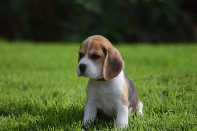 Les chiots de Beagle