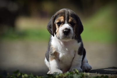 Les chiots de Beagle