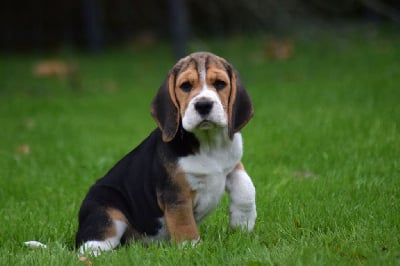 Les chiots de Beagle