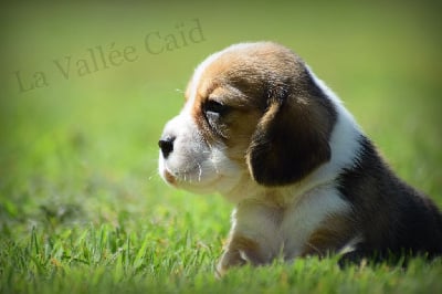 Les chiots de Beagle