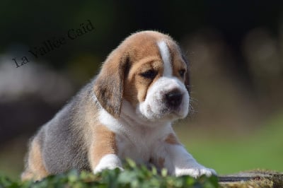 Les chiots de Beagle