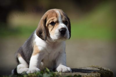 Les chiots de Beagle