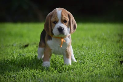 Mâle collier orange - Beagle