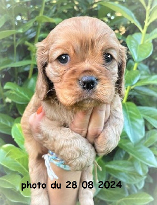 Les chiots de Cavalier King Charles Spaniel