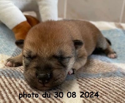 Les chiots de Shiba