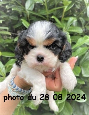 Les chiots de Cavalier King Charles Spaniel