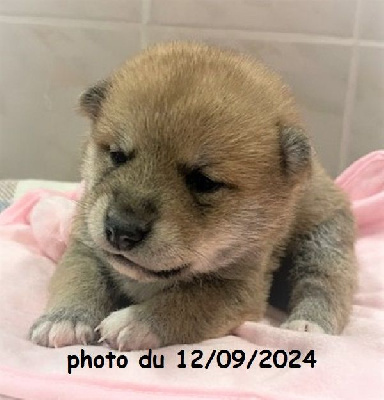 Les chiots de Shiba