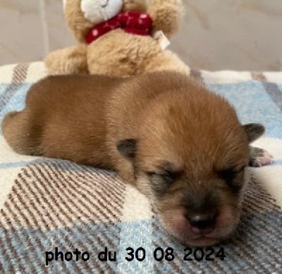 Les chiots de Shiba