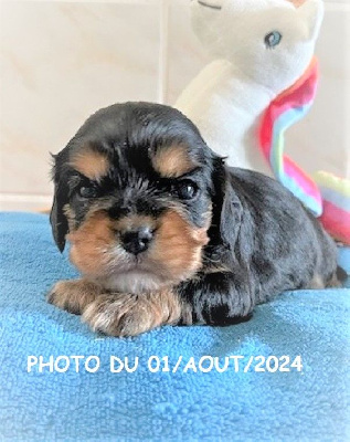 Les chiots de Cavalier King Charles Spaniel