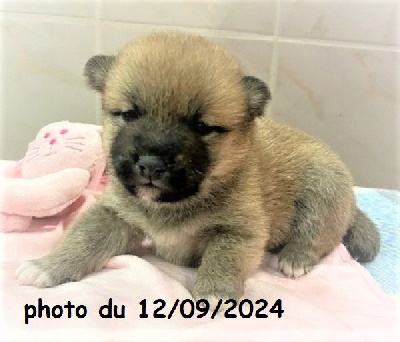 Les chiots de Shiba