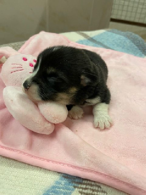 Les chiots de Welsh Corgi Pembroke