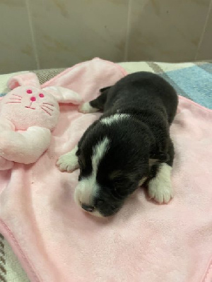 Les chiots de Welsh Corgi Pembroke