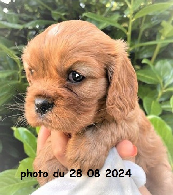 Les chiots de Cavalier King Charles Spaniel