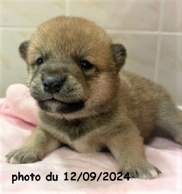 Les chiots de Shiba