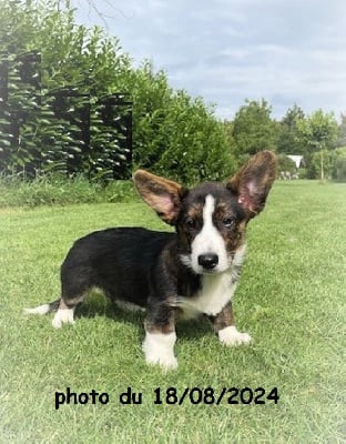 Les chiots de Welsh Corgi Cardigan