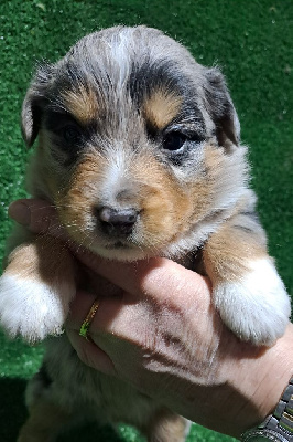 Les chiots de Berger Américain Miniature 