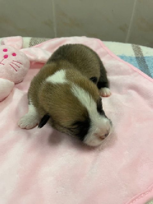 Les chiots de Welsh Corgi Pembroke