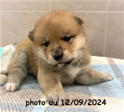 Les chiots de Shiba