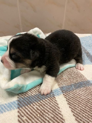 Les chiots de Welsh Corgi Pembroke