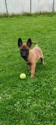 Les chiots de Berger Belge