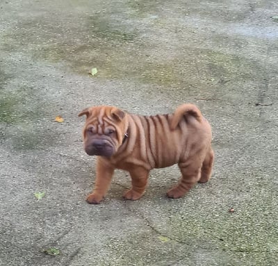 Les chiots de Shar Pei