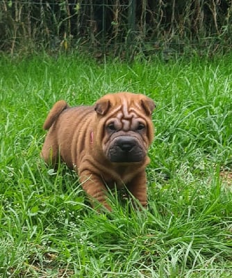 Les chiots de Shar Pei