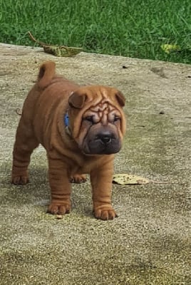 Les chiots de Shar Pei