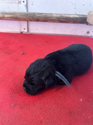 Les chiots de Terre-neuve