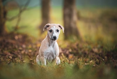 Les chiots de Whippet