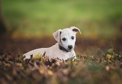 Les chiots de Whippet