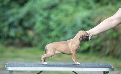 Les chiots de Whippet