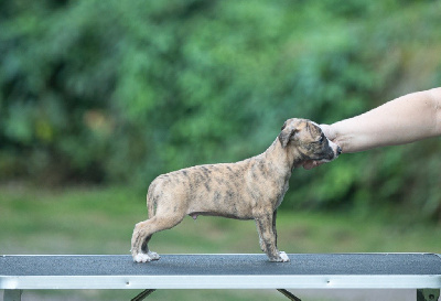 Les chiots de Whippet