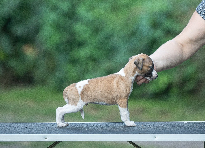 Les chiots de Whippet