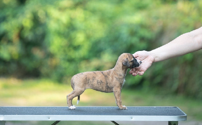 Les chiots de Whippet