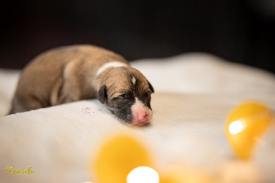 Collier jaune - Whippet