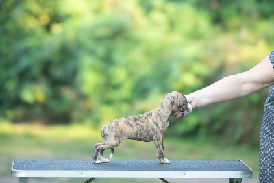 Les chiots de Whippet