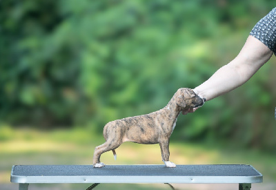 Les chiots de Whippet