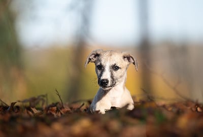 Les chiots de Whippet