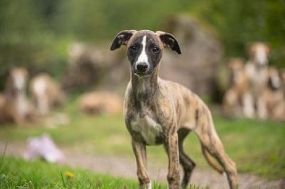 Les chiots de Whippet