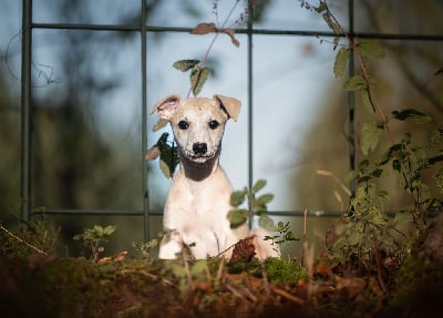 Les chiots de Whippet