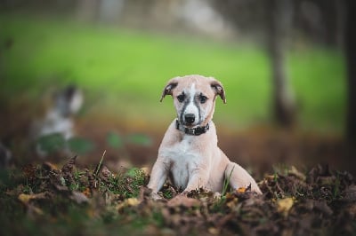 Les chiots de Whippet