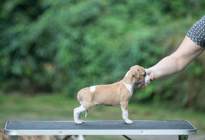 Les chiots de Whippet