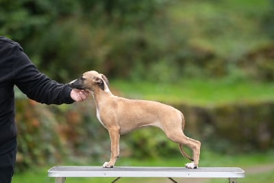 Les chiots de Whippet