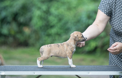 Les chiots de Whippet